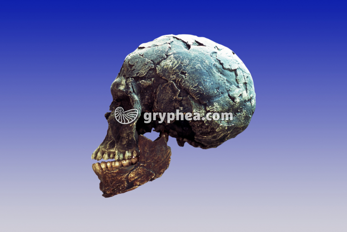 Homo sapiens sapiens - crâne - vue latérale - gryphea.com